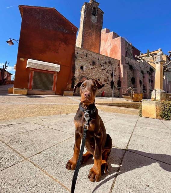 Doberman Pinscher Puppy