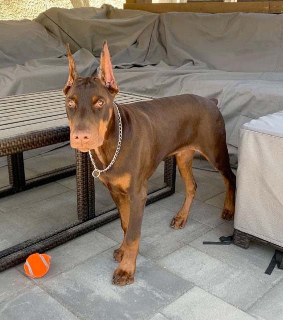 Doberman Pinscher Puppy