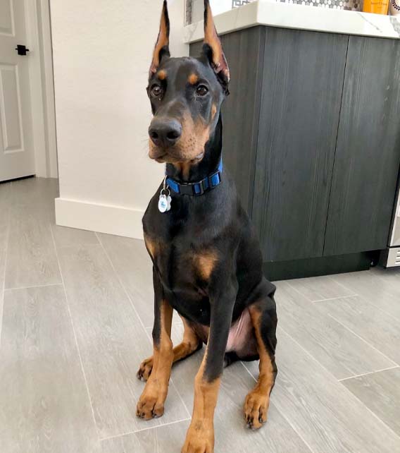 Doberman Pinscher Puppy